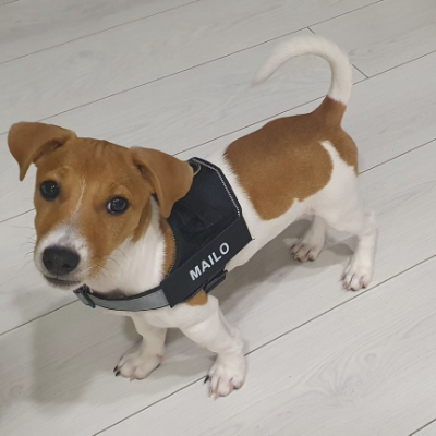 The Guardian No-Pull Harness | Reflective & Customizable for Ultimate Safety & Comfort