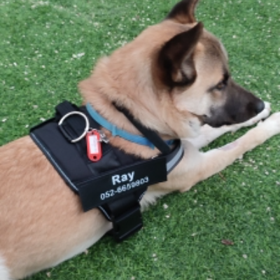 The Guardian No-Pull Harness | Reflective & Customizable for Ultimate Safety & Comfort