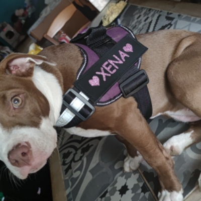 The Guardian No-Pull Harness | Reflective & Customizable for Ultimate Safety & Comfort